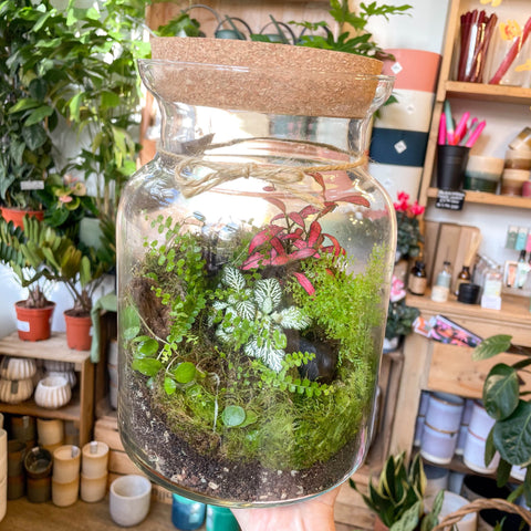 Midi Mathew Jar - Bioactive Terrarium - Sprouts of Bristol