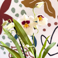 Miltonia - White Pansy Orchid - Sprouts of Bristol