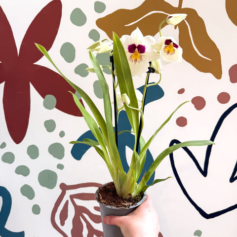Miltonia - White Pansy Orchid - Sprouts of Bristol