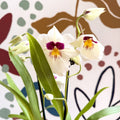 Miltonia - White Pansy Orchid - Sprouts of Bristol