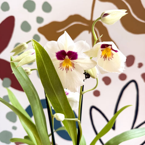 Miltonia - White Pansy Orchid - Sprouts of Bristol