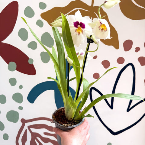 Miltonia - White Pansy Orchid - Sprouts of Bristol
