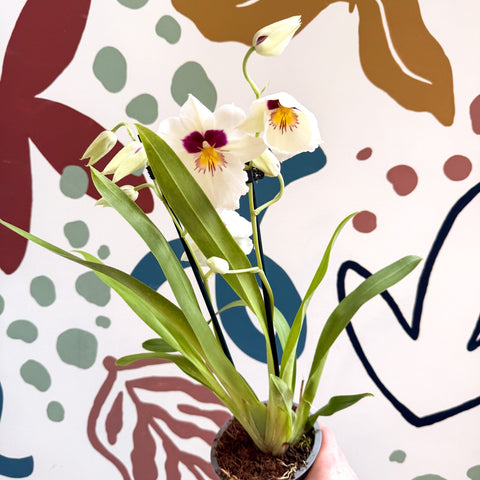 Miltonia - White Pansy Orchid - Sprouts of Bristol