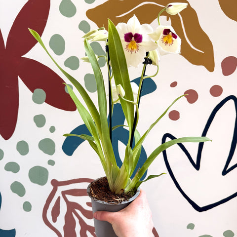 Miltonia - White Pansy Orchid - Sprouts of Bristol