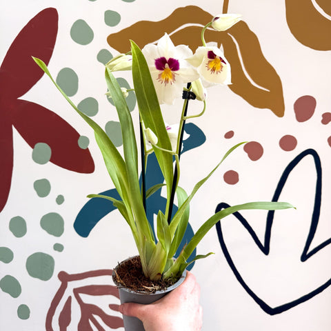 Miltonia - White Pansy Orchid - Sprouts of Bristol