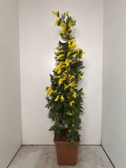 Mimosa ‘Gaulois’ – Silver Wattle - Sprouts of Bristol