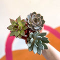 Mini Echeveria Succulent Lucky Dip - Sprouts of Bristol