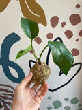 Mixed Hanging Kokodama - Sprouts of Bristol