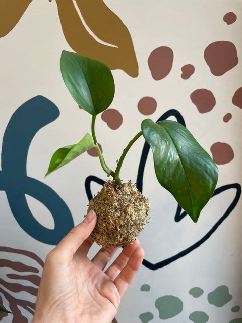 Mixed Hanging Kokodama - Sprouts of Bristol