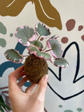 Mixed Hanging Kokodama - Sprouts of Bristol