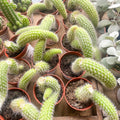 Monkey Tail Cactus - Cleistocactus colademononis - Sprouts of Bristol