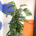 Monstera adansonii - Sprouts of Bristol
