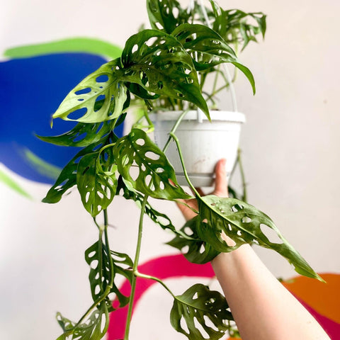 Monstera adansonii - Sprouts of Bristol