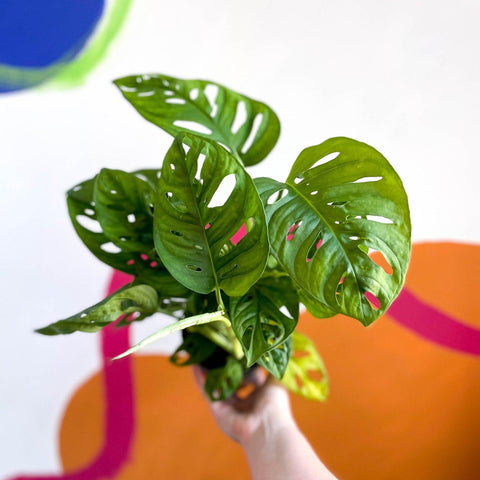 Monstera adansonii - Sprouts of Bristol
