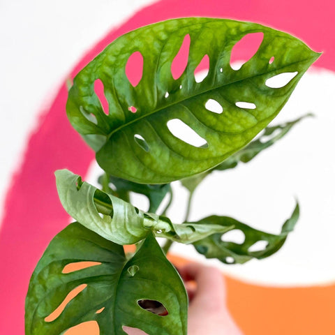Monstera adansonii - Sprouts of Bristol
