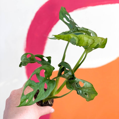 Monstera adansonii - Sprouts of Bristol