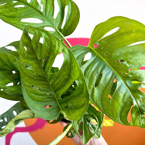 Monstera adansonii - Sprouts of Bristol