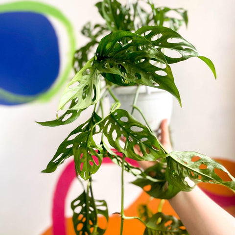 Monstera adansonii - Sprouts of Bristol