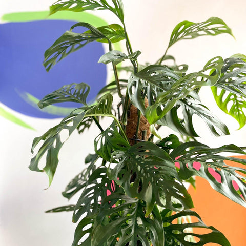 planta monstera adansonii Monstera adansonii – Sprouts of Bristol