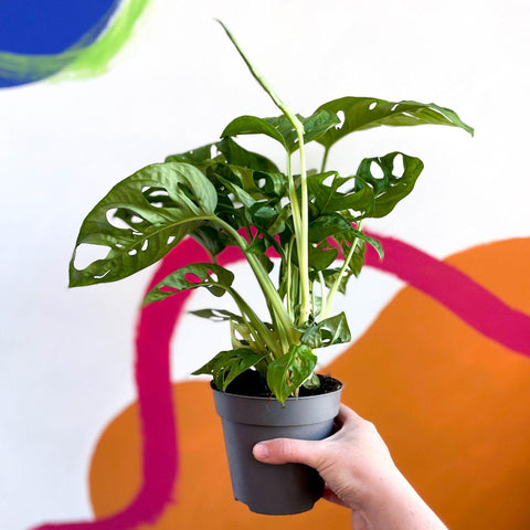 Monstera adansonii - Sprouts of Bristol