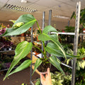 Monstera 'Burle Marx Flame' - Sprouts of Bristol