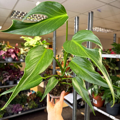 Monstera 'Burle Marx Flame' - Sprouts of Bristol