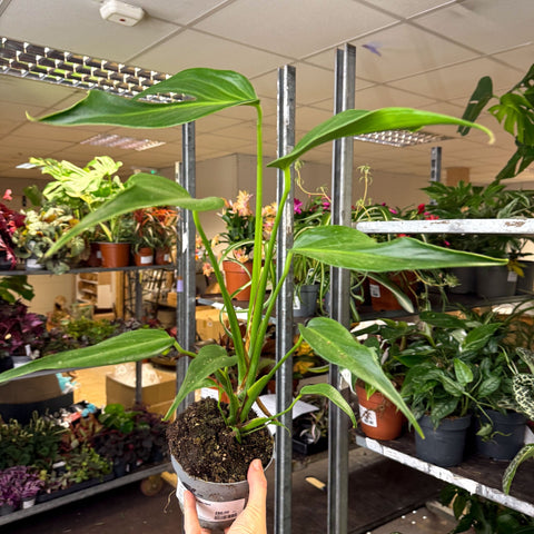 Monstera 'Burle Marx Flame' - Sprouts of Bristol