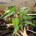 Monstera 'Burle Marx Flame' - Sprouts of Bristol