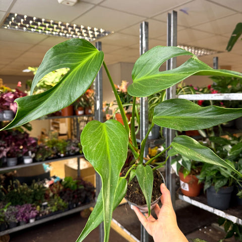 Monstera 'Burle Marx Flame' - Sprouts of Bristol