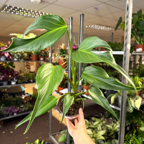 Monstera 'Burle Marx Flame' - Sprouts of Bristol