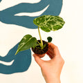 Monstera deliciosa ‘Bulbasaur’ - Sprouts of Bristol