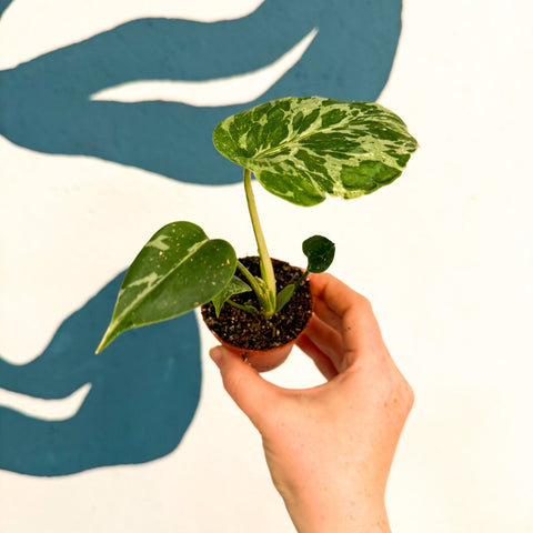 Monstera deliciosa ‘Bulbasaur’ - Sprouts of Bristol