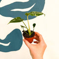 Monstera deliciosa ‘Bulbasaur’ - Sprouts of Bristol