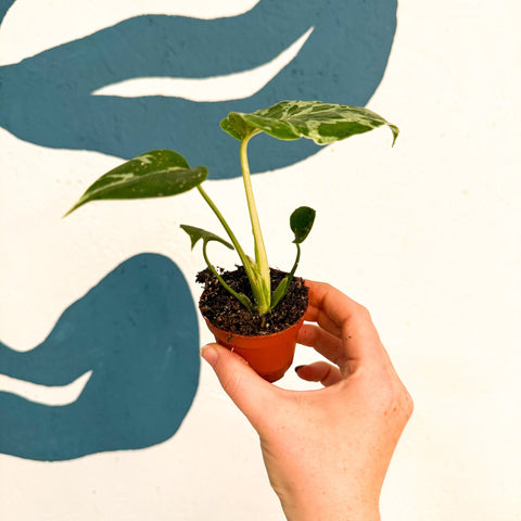 Monstera deliciosa ‘Bulbasaur’ - Sprouts of Bristol