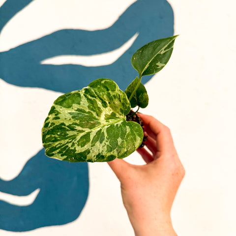 Monstera deliciosa ‘Bulbasaur’ - Sprouts of Bristol