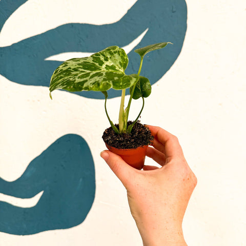 Monstera deliciosa ‘Bulbasaur’ - Sprouts of Bristol