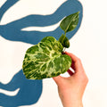 Monstera deliciosa ‘Bulbasaur’ - Sprouts of Bristol