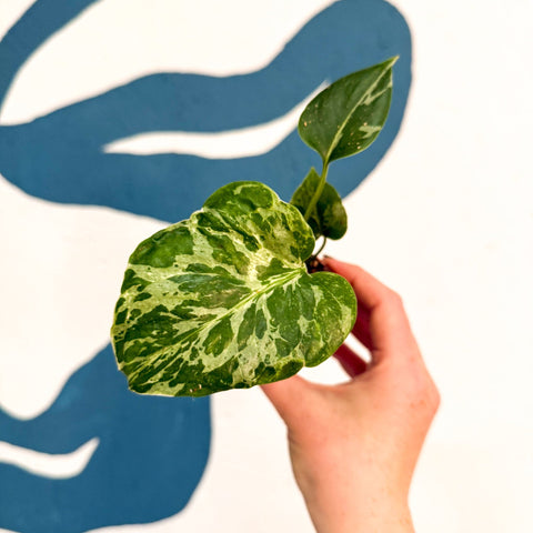 Monstera deliciosa ‘Bulbasaur’ - Sprouts of Bristol