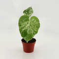 Monstera deliciosa ‘Bulbasaur’ - Sprouts of Bristol