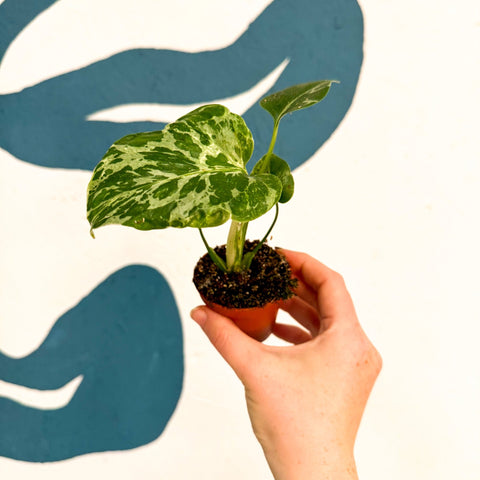 Monstera deliciosa ‘Bulbasaur’ - Sprouts of Bristol