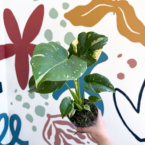 Monstera deliciosa 'Thai Constellation' - Sprouts of Bristol