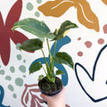 Monstera deliciosa 'Thai Constellation' - Sprouts of Bristol
