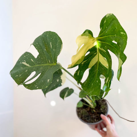 Monstera deliciosa 'Thai Constellation' - Sprouts of Bristol