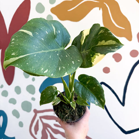 Monstera deliciosa 'Thai Constellation' - Sprouts of Bristol