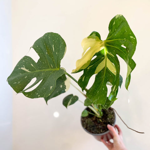 Monstera deliciosa 'Thai Constellation' - Sprouts of Bristol