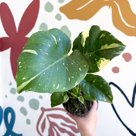 Monstera deliciosa 'Thai Constellation' - Sprouts of Bristol