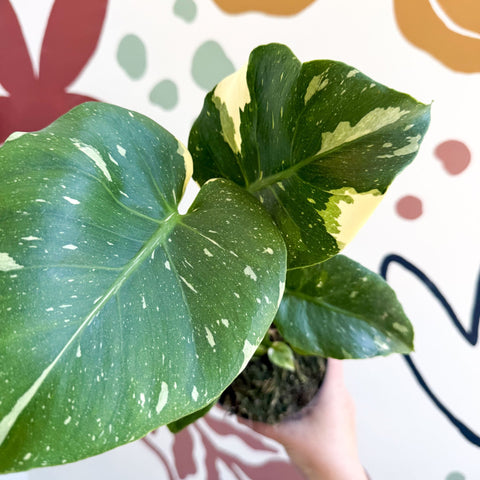 Monstera deliciosa 'Thai Constellation' - Sprouts of Bristol