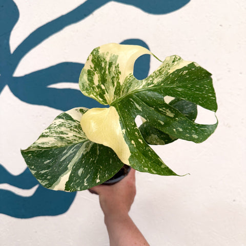 Monstera deliciosa 'Thai Constellation' - Sprouts of Bristol