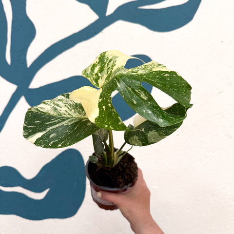 Monstera deliciosa 'Thai Constellation' - Sprouts of Bristol