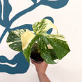 Monstera deliciosa 'Thai Constellation' - Sprouts of Bristol